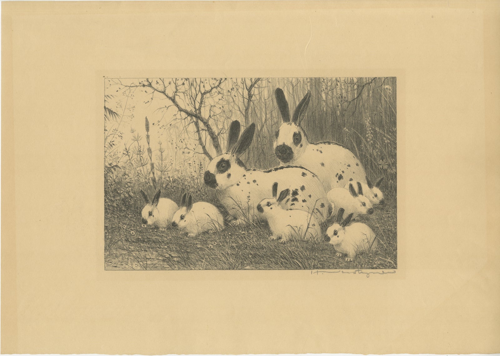English Spot Rabbits, Wildlife Lithograph by Henri Verstijnen, c.1925
