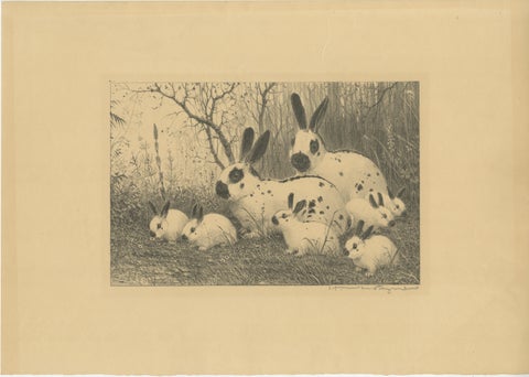 English Spot Rabbits, Wildlife Lithograph by Henri Verstijnen, c.1925