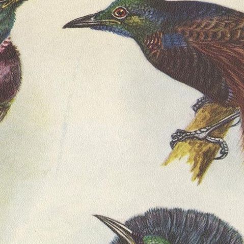 Antique Print of the Bensbach's Rifle Bird and Others, 1950, close-up 1