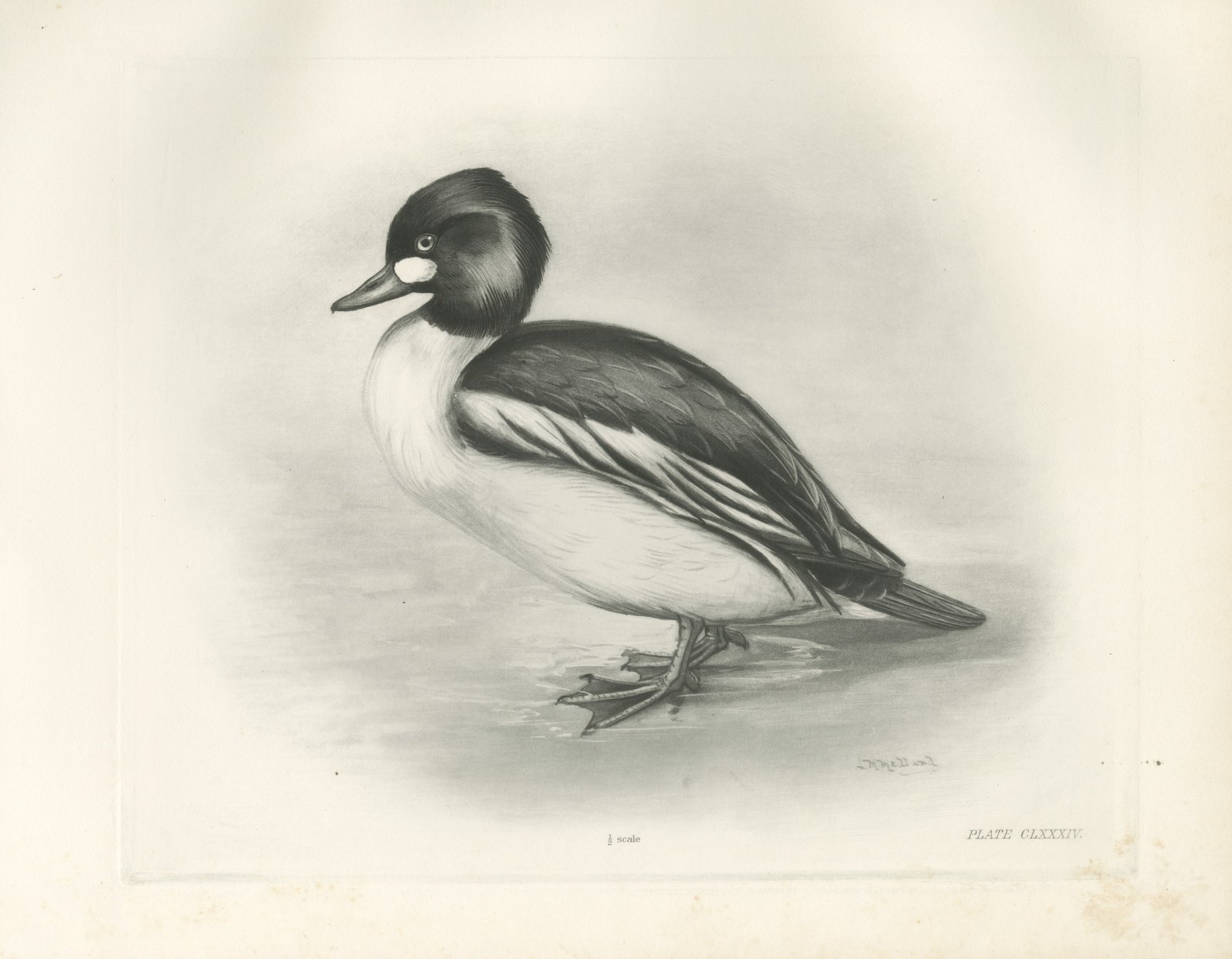 Goldeneye Drake Standing at the Water's Edge after Lilian Medland, c. 1909