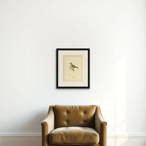 Antique Bird Print of The Woodlark by Von Wright, 1927, shown framed on a wall