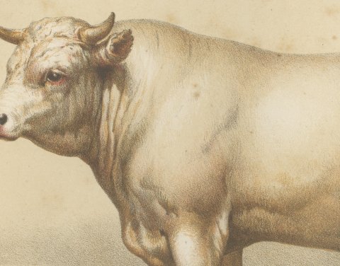 Charolais Bull, French Cattle Breed, Antique Chromolithograph by Borie, 1863, close-up 1
