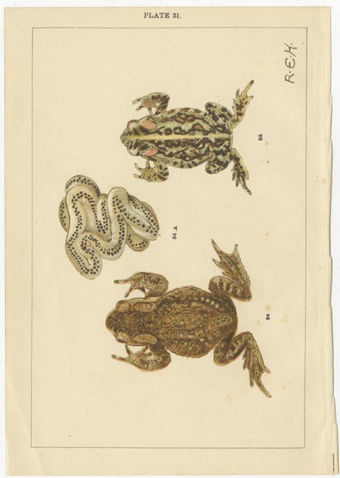 Set of 2 Antique Prints of Frogs, Tadpoles and Spawn, view 2