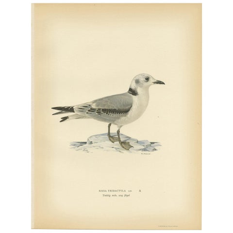 Antique Bird Print of the Black-Legged Kittiwake by Von Wright, 1929
