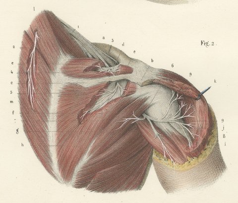 The Axilla and the Cords of the Plexus, Antique Hirschfeld Anatomy Print, 1866, view 4