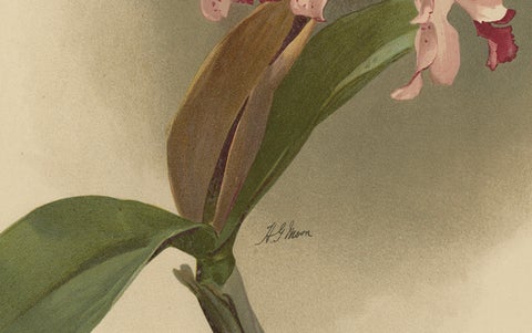 Gorgeous Impressive Large Folio Size Antique Print of an Orchid, 1888, close-up 3