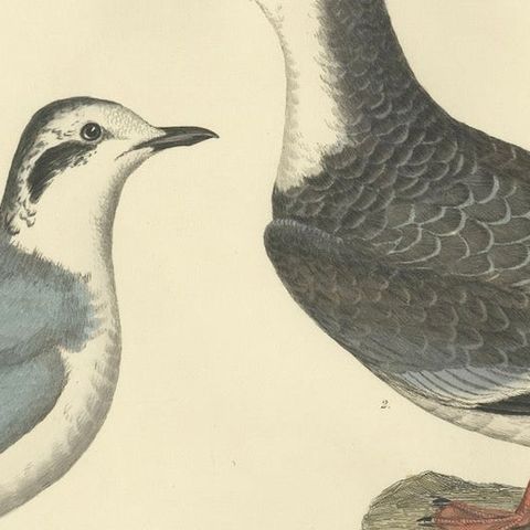 Original Handcolored Engraving of The Little Gull by Selby, 1826, close-up 5