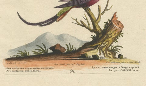 Large Red and Small Brown Hummingbirds Engraving by J.M. Seligmann, 18th Century, close-up 6