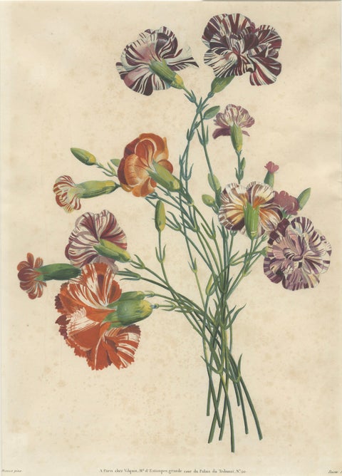 Antique Botanical Print of Carnations by Jean-Louis Prévost, 1805, close-up 1