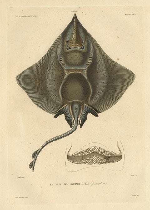 Rare Decorative Hand-colored Antique Plate of The Gaimard's Ray Fish, 1842, close-up 6