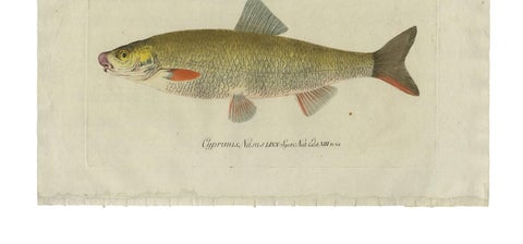 Antique Fish Print 'Cyprinus Nasus' by C. von Meidinger, 1785, view 2