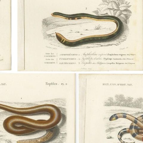 Set of 7 Antique Prints of an Egyptian Cobra and other Snakes and Reptiles, close-up 2