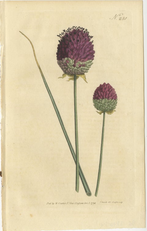 Set of 2 Antique Botany Prints - Sweet Scabious - Purple-Headed Garlic, view 4