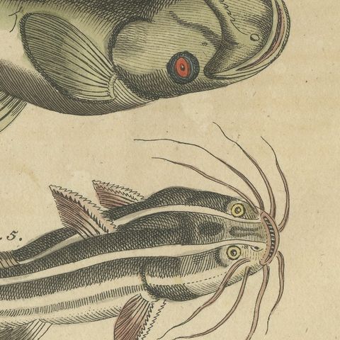 Five Catfish with Long Barbels, Antique Bertuch Print, circa 1815, close-up 3