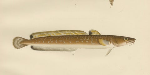Burbot, Ling, and Blue Ling - Unique Scandinavian Eel-like Fish Lithograph, 1895, close-up 3