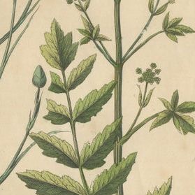 Antique Root and Medicinal Plant Prints, Botanical Studies, Germany 1852, close-up 1