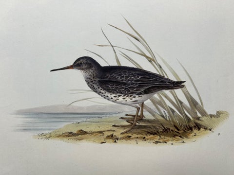 Antique Bird Print of the Purple Sandpiper by Gould, 1832, view 4