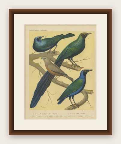 Antique Bird Print of the Emerald Starling, Chestnut-Tailed Starling and Others, shown framed