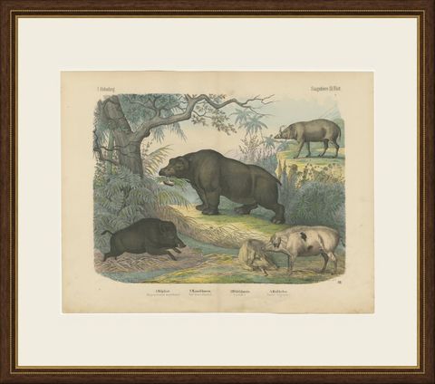Antique Hippopotamus Print with Wild Boar and Babirusa, Kolb, circa 1890, shown framed