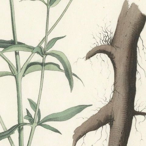 Hand-Colored Botanical Lithograph of Soapwort & Yellow Asphodel, 1854, close-up 5