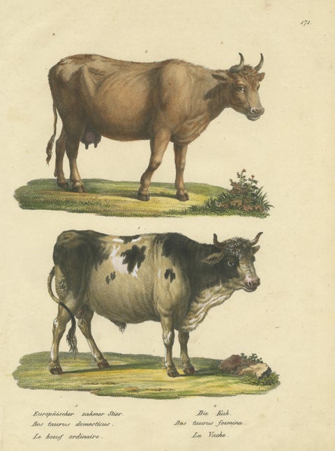 Antique Hand Colored Print of a European Bull and Cow, view 3
