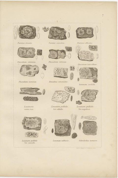 Antique Lichen Prints Set of 6, German Botanical Lithographs 1874, view 7
