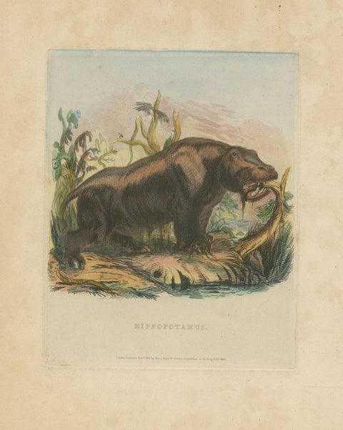 Antique Animal Print of a Hippopotamus or Hippo, view 3