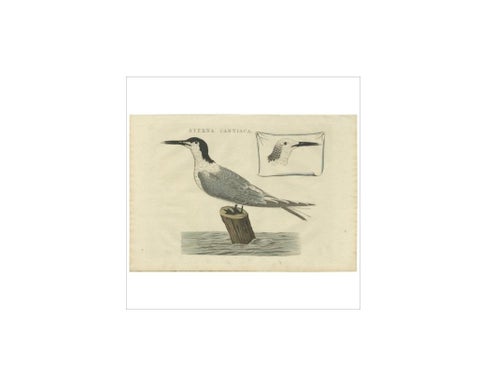 Sandwich Tern, Sterna Cantiaca, Antique Hand-Coloured Bird Print, c.1829, view 2