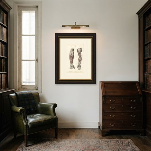 Nerves of the Whole Upper Limb, Antique Hirschfeld Anatomy Print, 1866, shown framed in a room