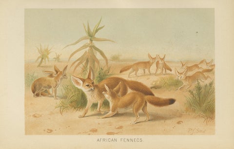 African Fennecs, Antique Desert Fox Chromolithograph, 1894, view 2