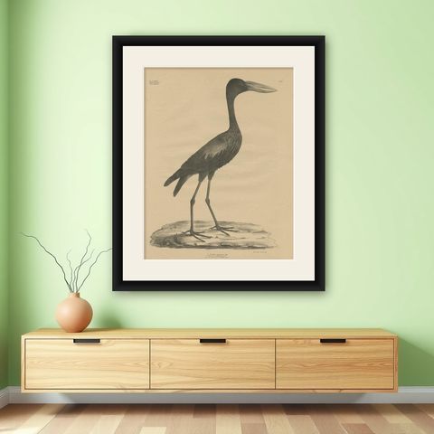 Antique Bird Print of the African Openbill by Goldfuss, circa 1824, shown framed on a wall