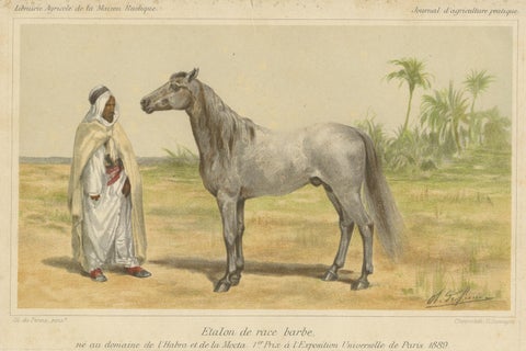 Original Antique Chromolithograph of a Barb or Berber Horse, circa 1890, view 3