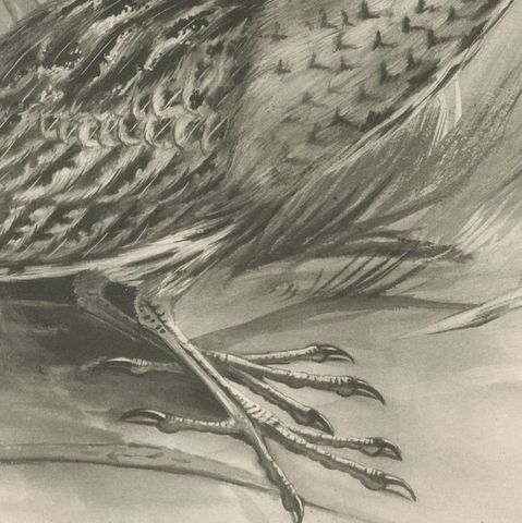 Bittern, Antique Bird Print after Lilian Medland, circa 1909, close-up 3