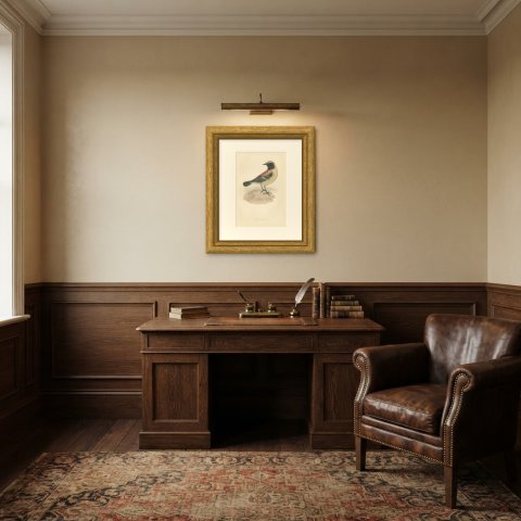 Desert Wheatear Looking Back on Sand, Hand Colored Bird Print, 1896, shown framed in a room