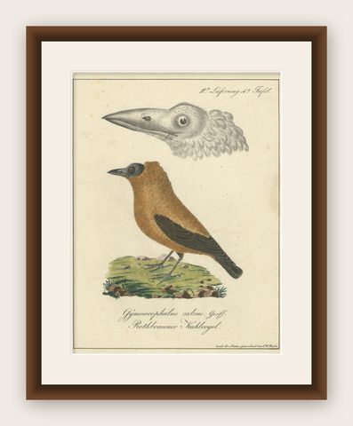 Elegant Misnomer: The Rusty-Brown Bird of Hahn's Legacy, circa 1820, shown framed