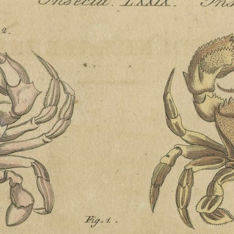 Original Antique Print of Eight Exotic Crabs by Bertuch, c.1820, close-up 6