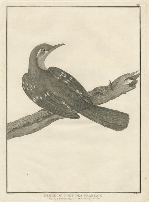 California Birds, Northern California Honeyeater & Port Français Thrush, c.1798, close-up 2