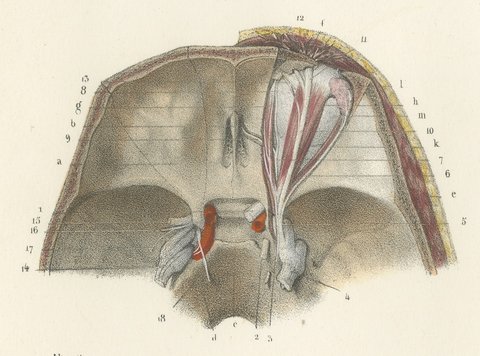 The Orbit and the Ophthalmic Nerve, Antique Hirschfeld Anatomy Print, 1866, view 3