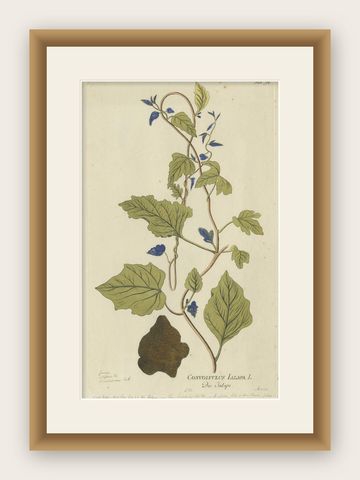 Convolvulus Jalapa Botanical Engraving - Icones Plantarum Medicinalium, 1788, shown framed