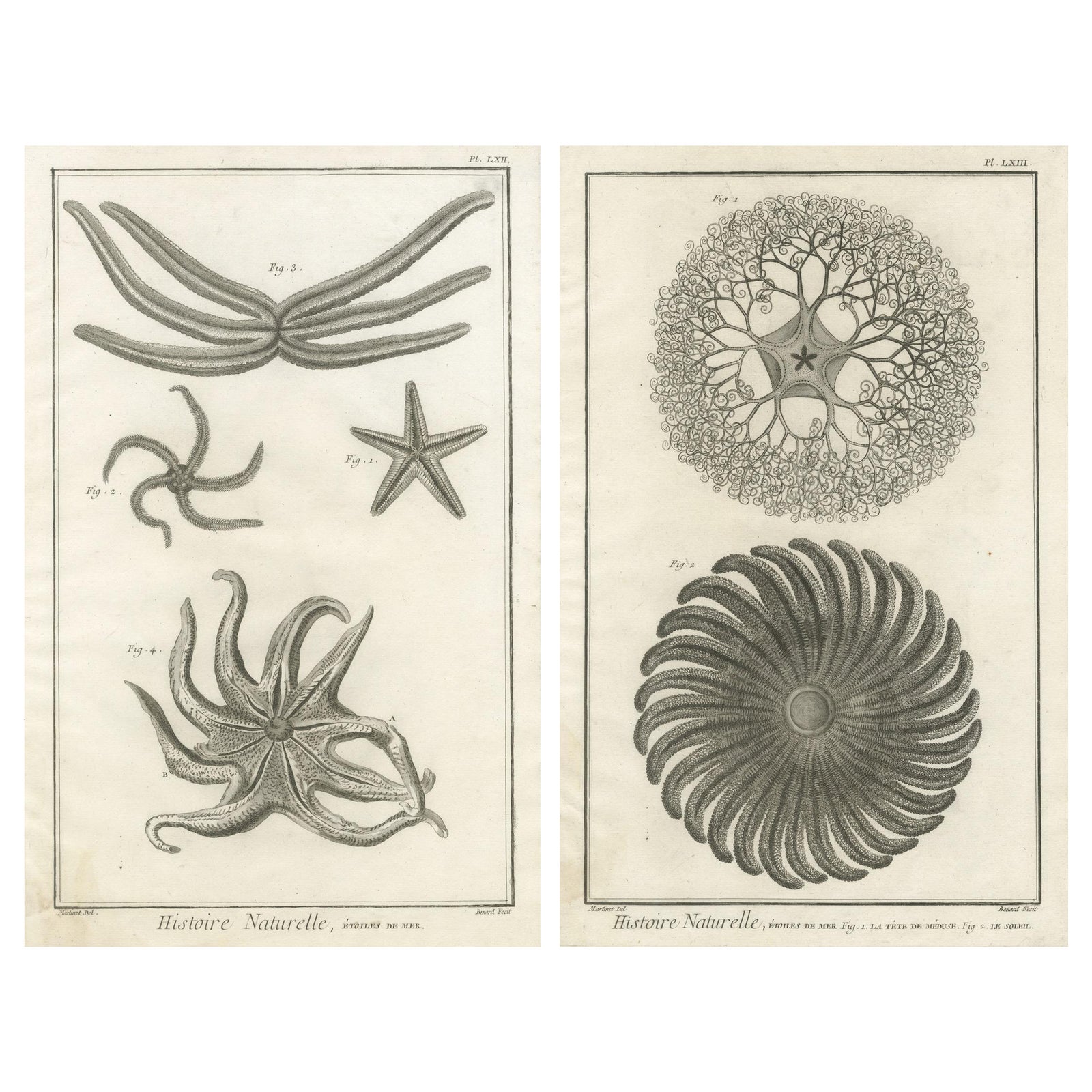 Decorative Antique Marine Prints, Pair of Starfish & Echinoderms, c.1770