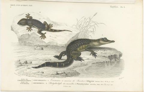 Antique Print of a Caiman and Common Wall Gecko, view 2