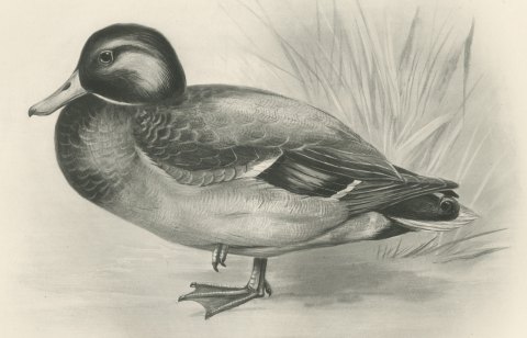 Mallard Drake by a Reed Bed, Plate CLXIX after Lilian Medland, c. 1909, close-up 1