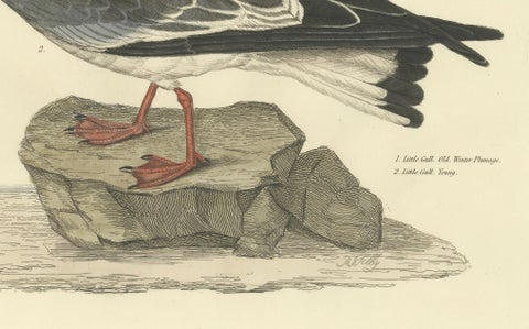 Original Handcolored Engraving of The Little Gull by Selby, 1826, close-up 1