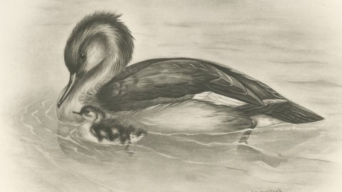 Red-breasted Merganser Duck with Downy Young after Lilian Medland, c. 1909, close-up 1
