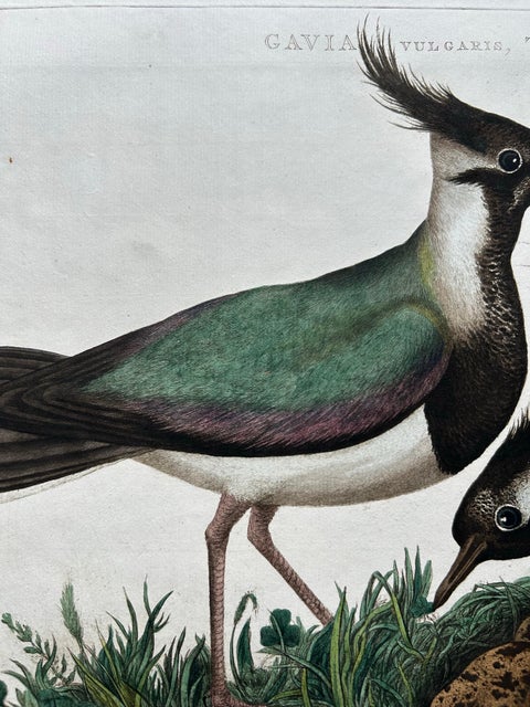 Northern Lapwing Print, Tringa Vanellus Vulgaris by Nozeman and Sepp, 1770, view 4