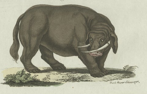 Original Antique Print of Elephant and Mysterious Sukotyro by Bertuch, c. 1800, close-up 3