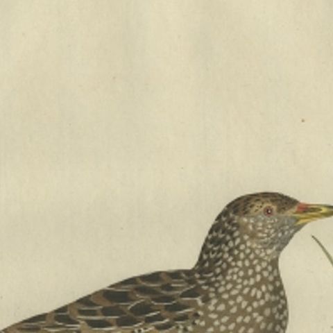 Antique Bird Print of the Female Water Rail Bird by Sepp & Nozeman, 1797, close-up 2