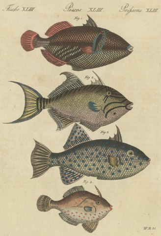 Triggerfish and Filefish from Tropical Reefs, Antique Bertuch Print, circa 1815