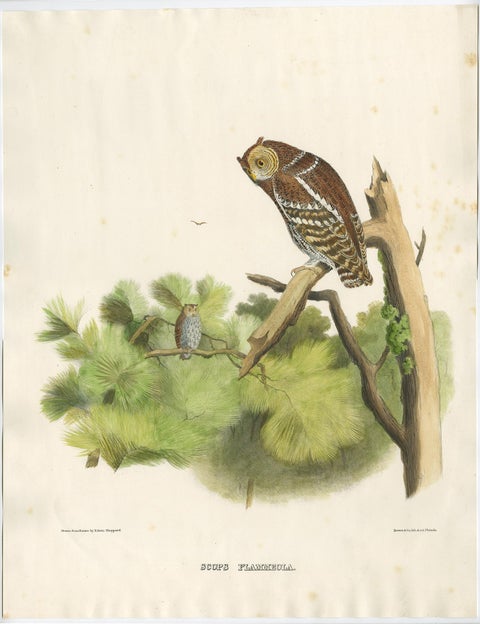 Rare Large Antique Print of the Flammulated Owl (Psiloscops flammeolus), 1869, view 2