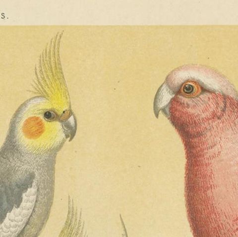 Antique Bird Print of the Cockateel Male, Roseatte Cockatoo and Others, close-up 1